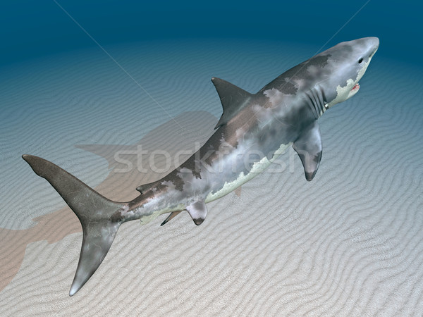 Groß weiß Hai Computer erzeugt 3D-Darstellung Stock foto © MIRO3D