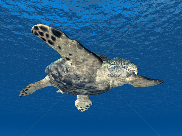 Gigante mar tartaruga computador gerado ilustração 3d Foto stock © MIRO3D