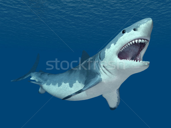 Great White Shark Stock photo © MIRO3D