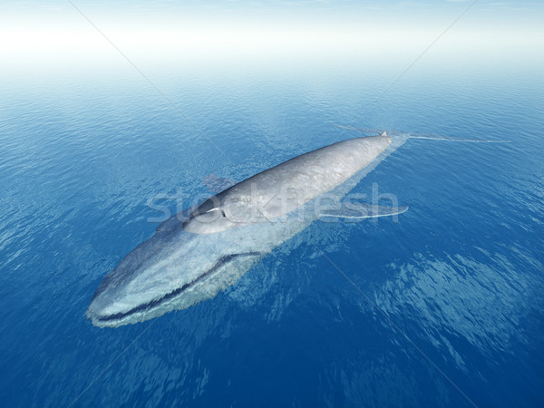 Blauw walvis computer gegenereerde 3d illustration Stockfoto © MIRO3D