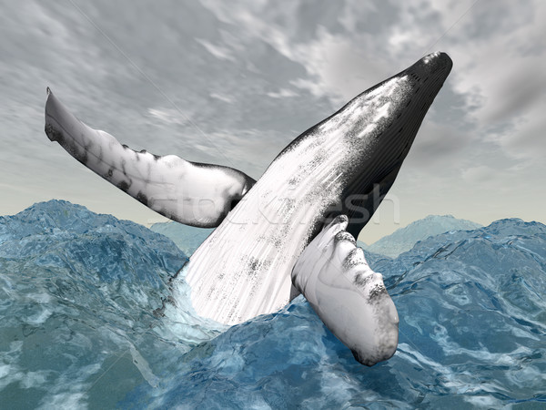 Jumping Humpback Whale Stock photo © MIRO3D