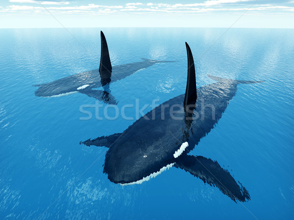 Killer Whales Stock photo © MIRO3D