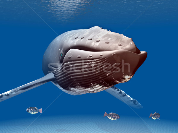 Humpback Whale Stock photo © MIRO3D