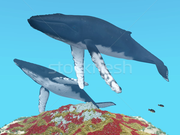 Humpback Whales Stock photo © MIRO3D