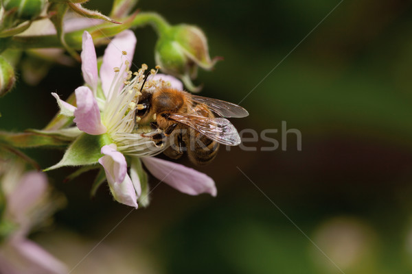 Háziméh virág nektár közelkép szeder munka Stock fotó © MiroNovak