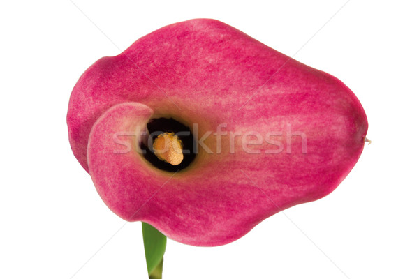 floer of calla lily or zantedeschia aethopica Stock photo © MiroNovak