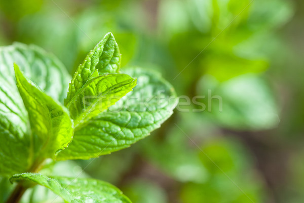 Miętowy nowego świeże zielone liście charakter zielone Zdjęcia stock © MiroNovak