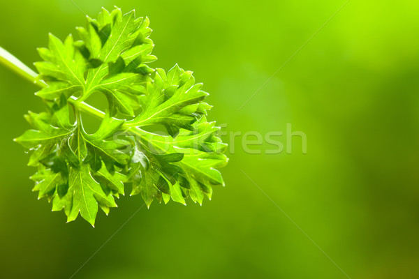 Liści pietruszka zielone pusty miejsce tekst Zdjęcia stock © MiroNovak
