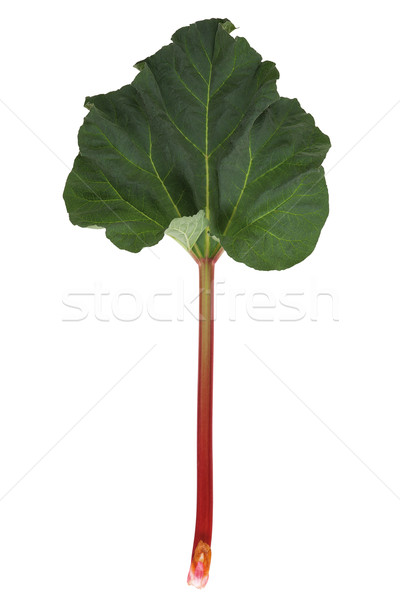 Ruibarbo aislado blanco tallo hoja alimentos Foto stock © MiroNovak