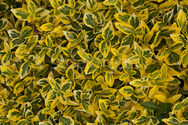 green yellow leafy background Stock photo © MiroNovak