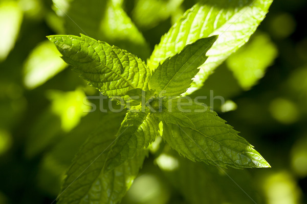 Mint grüne Blätter Pfefferminze Blatt grünen Kraut Stock foto © MiroNovak