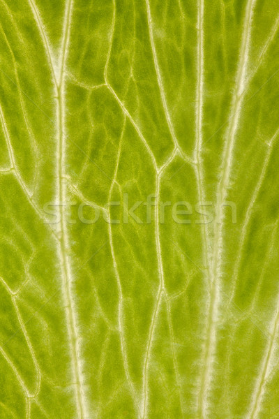 Sałata liści organiczny wzór zielone tekstury Zdjęcia stock © MiroNovak