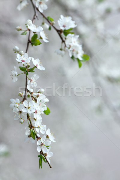 Stock fotó: ág · virágzó · gyümölcsfa · fehér · virág · új · zöld · levelek