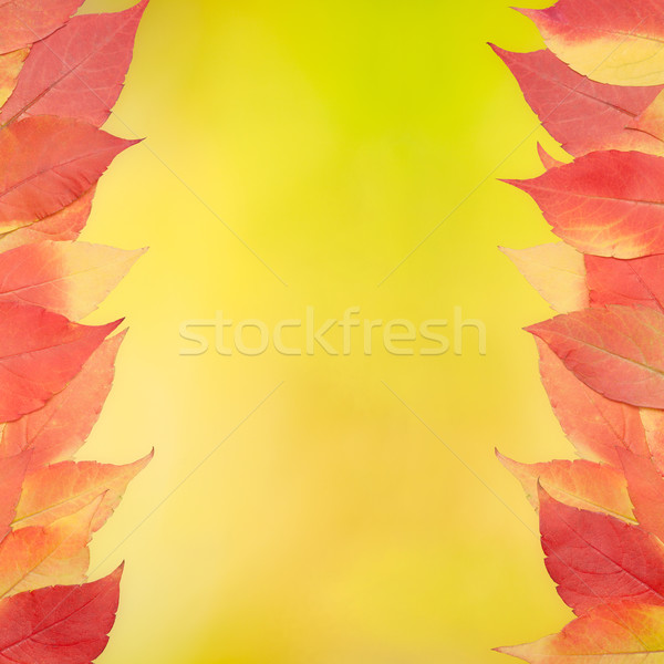 Rood Geel bladeren kleur achtergrond textuur Stockfoto © MiroNovak