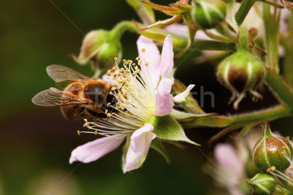 Miel de abeja flor néctar primer plano BlackBerry trabajo Foto stock © MiroNovak