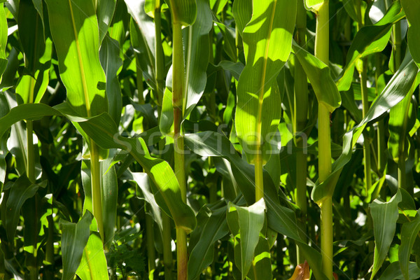 field of corn Stock photo © MiroNovak