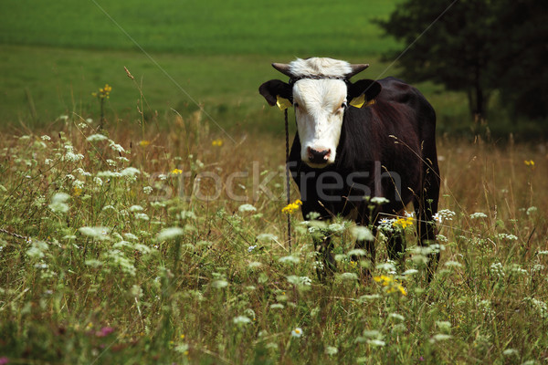 black cow on the meadow Stock photo © MiroNovak