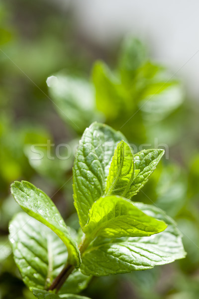 De novo hortelã-pimenta fresco folhas verdes natureza Foto stock © MiroNovak