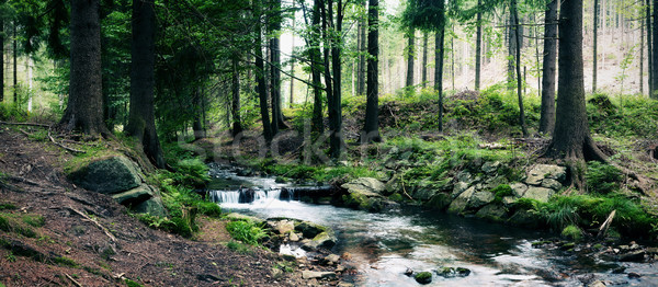 Floresta córrego paisagem montanha panorama rio Foto stock © MiroNovak