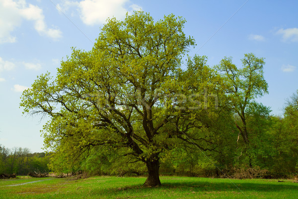 Seuls chêne prairie printemps paysage ciel bleu [[stock_photo]] © MiroNovak