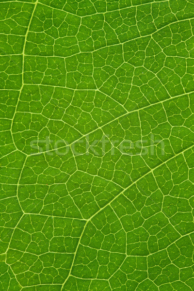 árbol hoja verde orgánico naturales textura Foto stock © MiroNovak