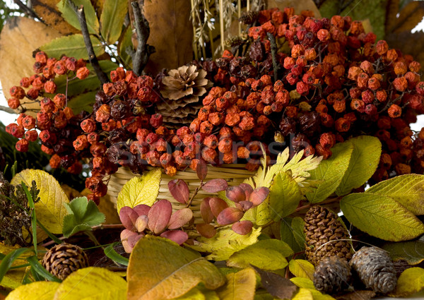 ősz színek fa levél narancs piros Stock fotó © mirusiek