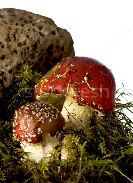 Piros gomba gombák erdő levél zöld Stock fotó © mirusiek