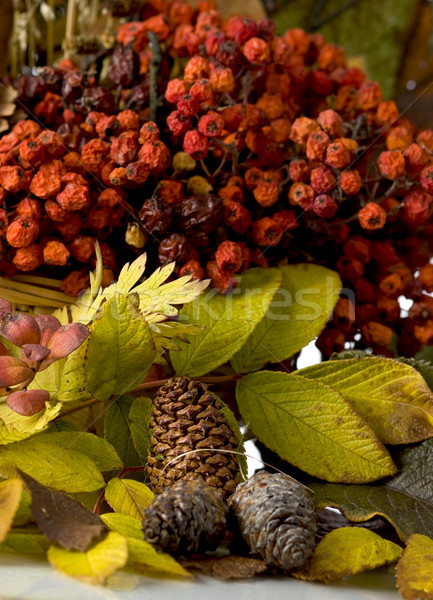 ősz színek fa levél narancs piros Stock fotó © mirusiek