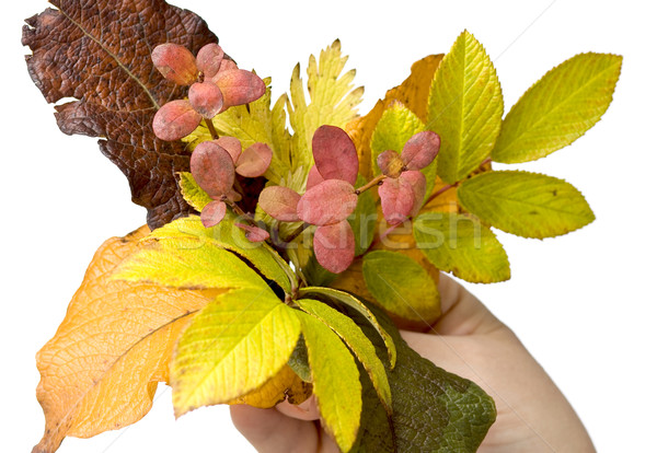Kéz természet ősz növények színes szezonális Stock fotó © mirusiek