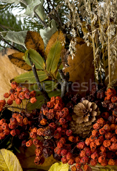 ősz színek fa háttér piros növények Stock fotó © mirusiek