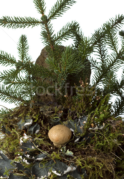Gomba gombák erdő levél háttér zöld Stock fotó © mirusiek