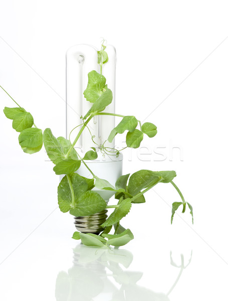 Zöld energia zöld energia növény csepp elektromos Stock fotó © mirusiek