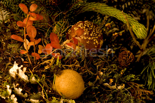 Gomba gombák erdő fény háttér zöld Stock fotó © mirusiek