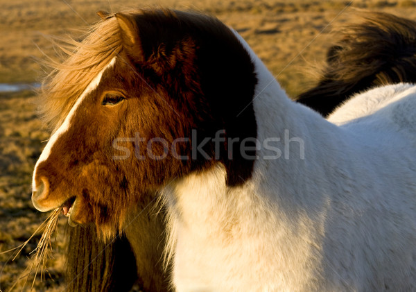 Ló naplemente sivatag állat díszállat kint Stock fotó © mirusiek