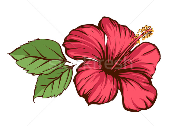 Hibiscus fleur tropicale fleur vert rouge tropicales [[stock_photo]] © Misha