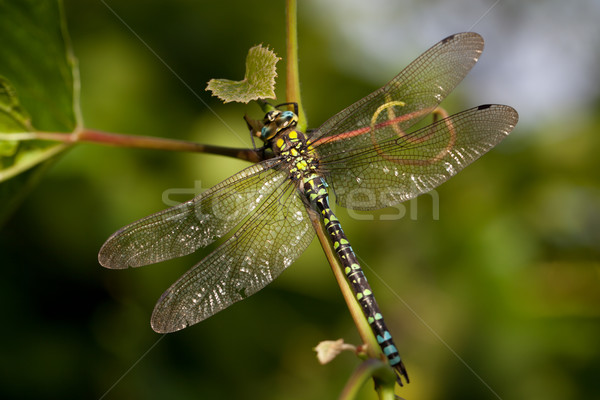 Dragonfly Stock photo © Misha
