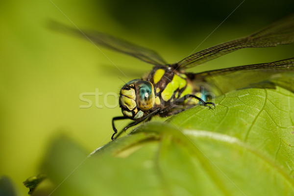 Dragonfly Stock photo © Misha