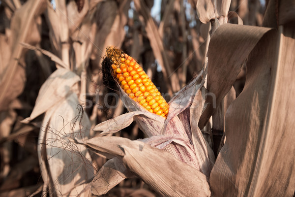 Dojrzały kukurydza jesienią zbiorów Zdjęcia stock © mobi68