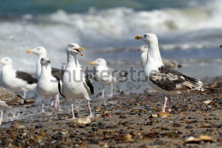 Stock photo: Black-backed gulls on the beach