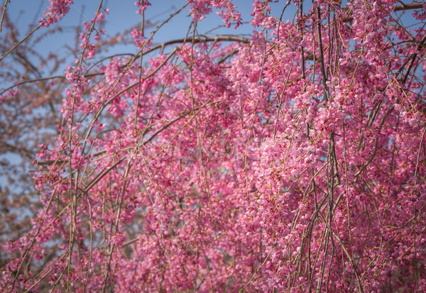 Stockfoto: Roze · voorjaar · bloesems · hemel · boom