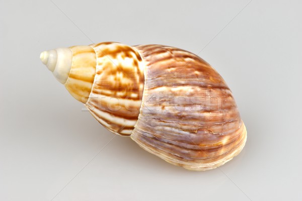 snail shell Stock photo © mobi68