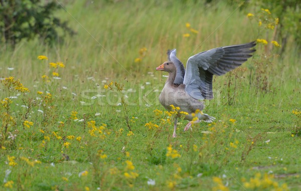 Graylag goose Pegasus Stock photo © mobi68