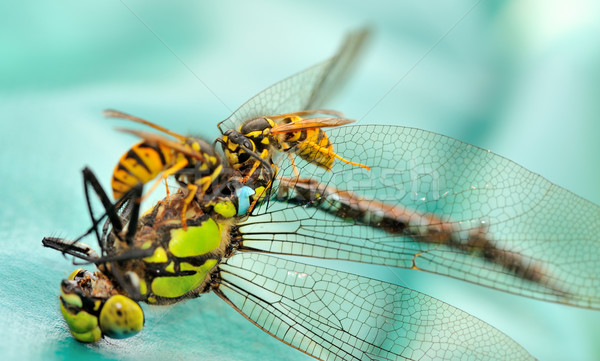 Wasps eating a dragonfly Stock photo © mobi68