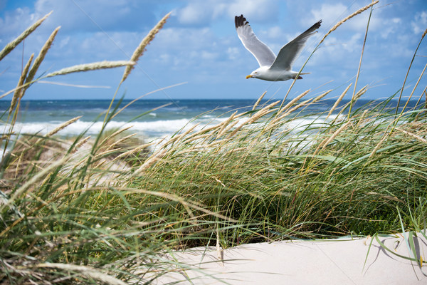 Seagull in the Dunes Stock photo © mobi68