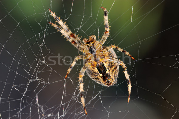 Garden spider repairs its web Stock photo © mobi68