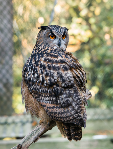 Eagle Owl Stock photo © mobi68