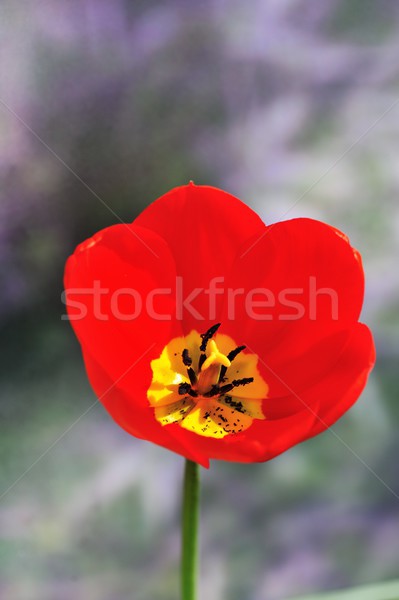 Tulipe rouge fleur tampon [[stock_photo]] © mobi68