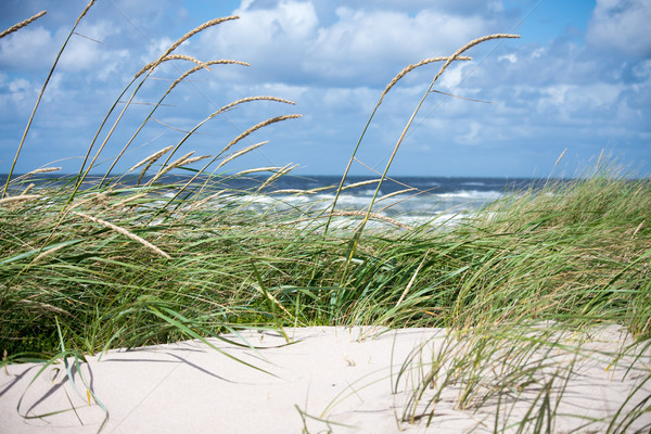Mare nord plajă apă iarbă vară Imagine de stoc © mobi68
