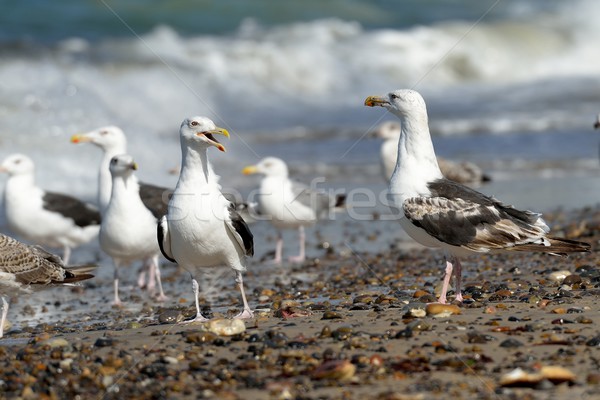 Black-backed gulls on the beach Stock photo © mobi68