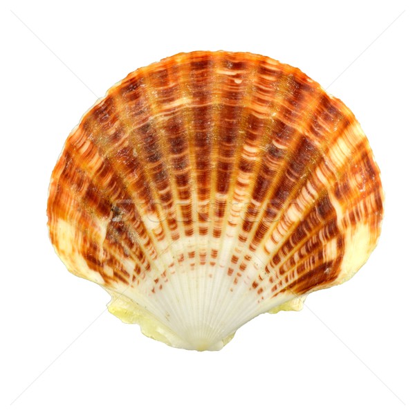 Mer shell squelette obus brun [[stock_photo]] © mobi68